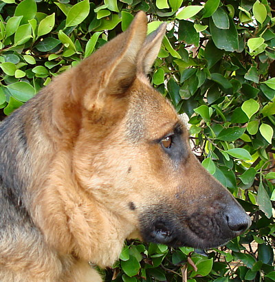 ringo profile